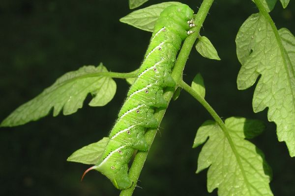 tomato hornworms on tomato plant