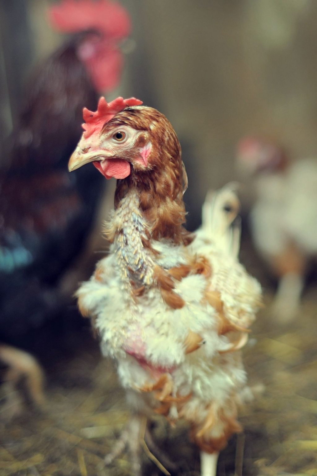 do-roosters-and-chickens-molt-molting-in-poultry-behavior