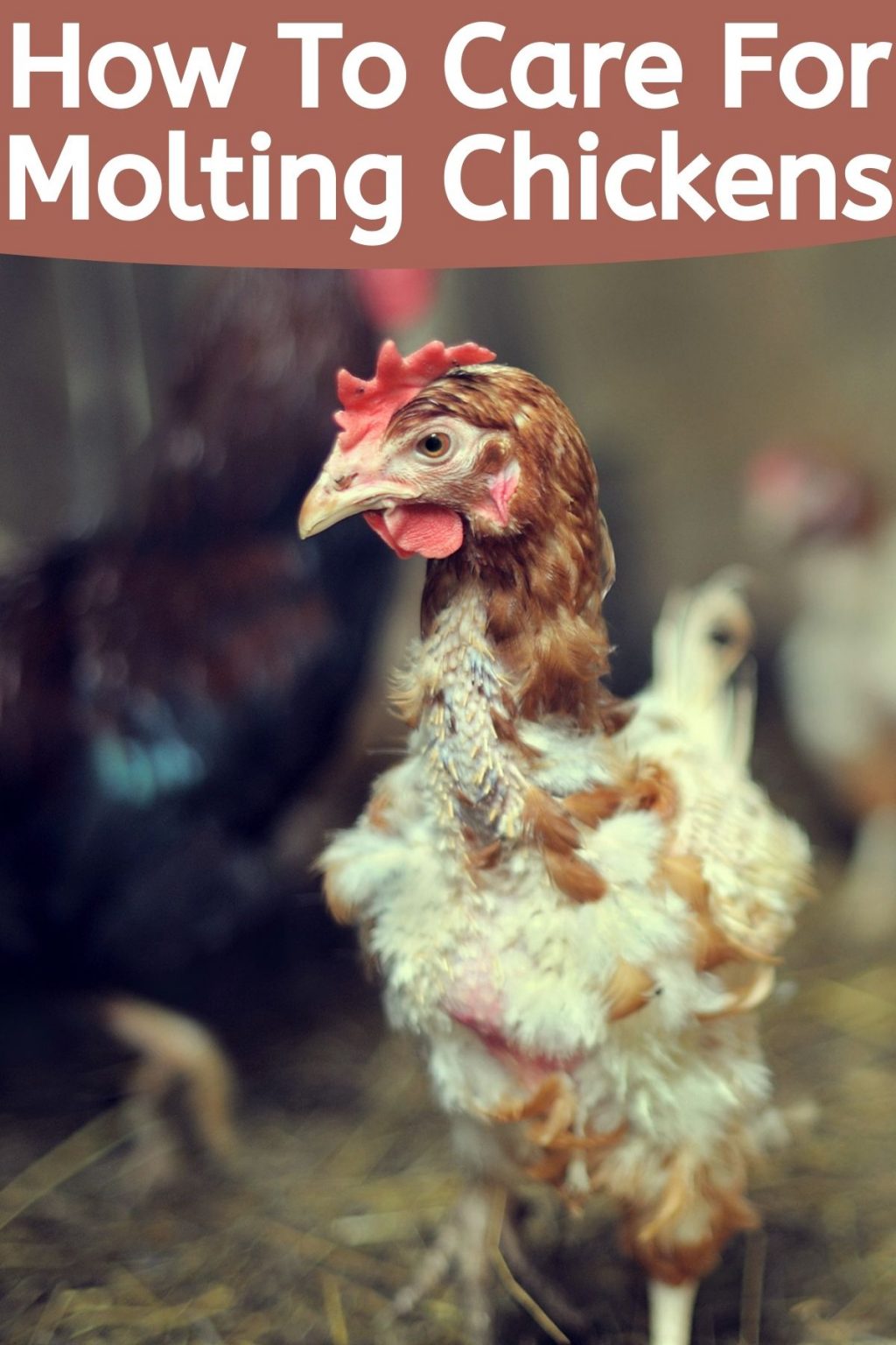 View of How To Care For Molting Chickens