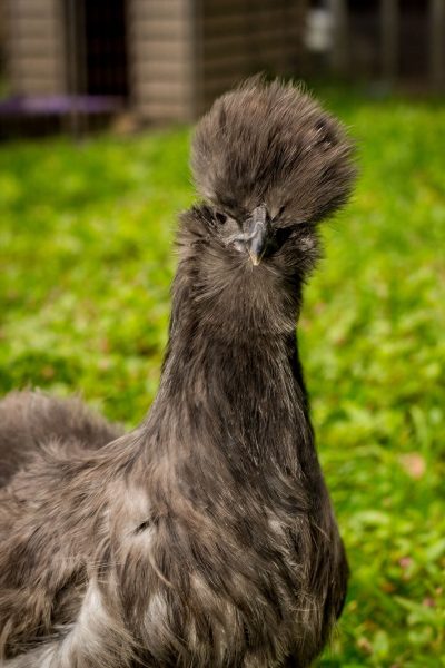 Complete Guide To The Silkie Chicken Breed