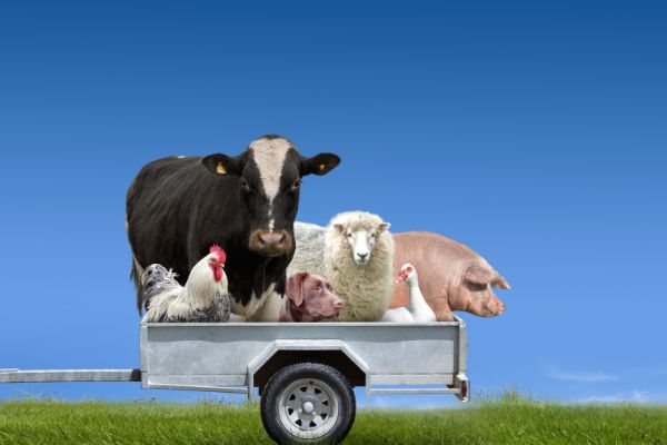 cow, pig, goose, sheep, chicken and goose in a wagon for rotational grazing