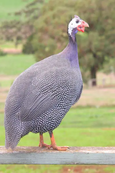 Guinea Fowl: What You Should Know Before Adding Them To Your Flock ...