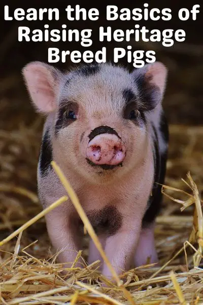 Raising Happy, Healthy Heritage Breeds Of Pigs 