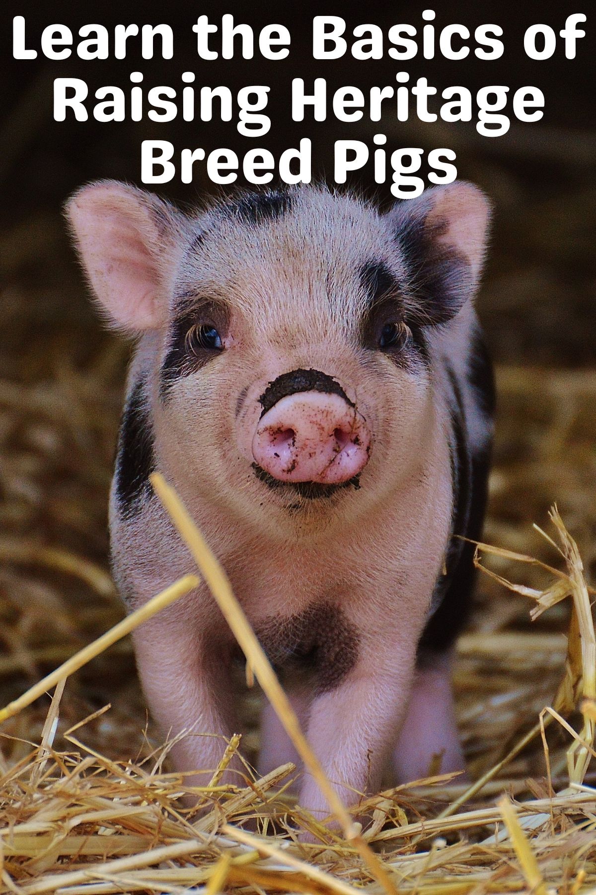 old spot piglet for heritage breeds of pigs PIN