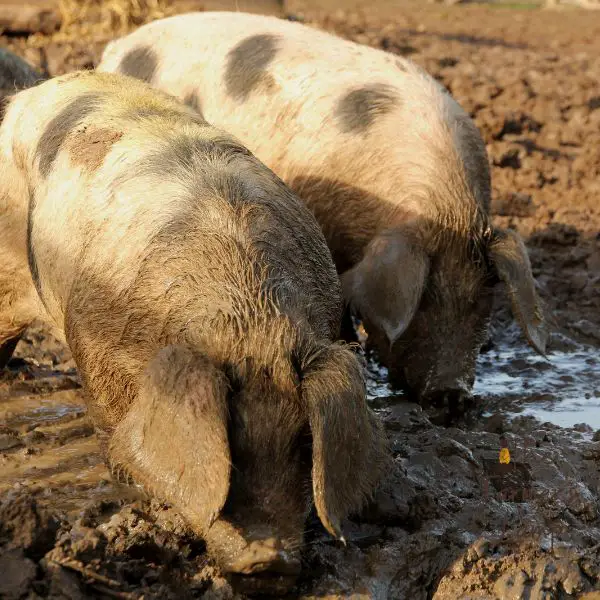 old spot pigs in a pig wallow