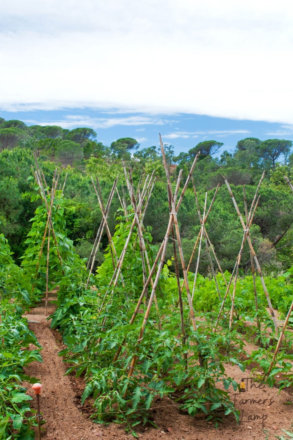 understanding-planting-zones-for-a-successful-garden-the-farmer-s-lamp