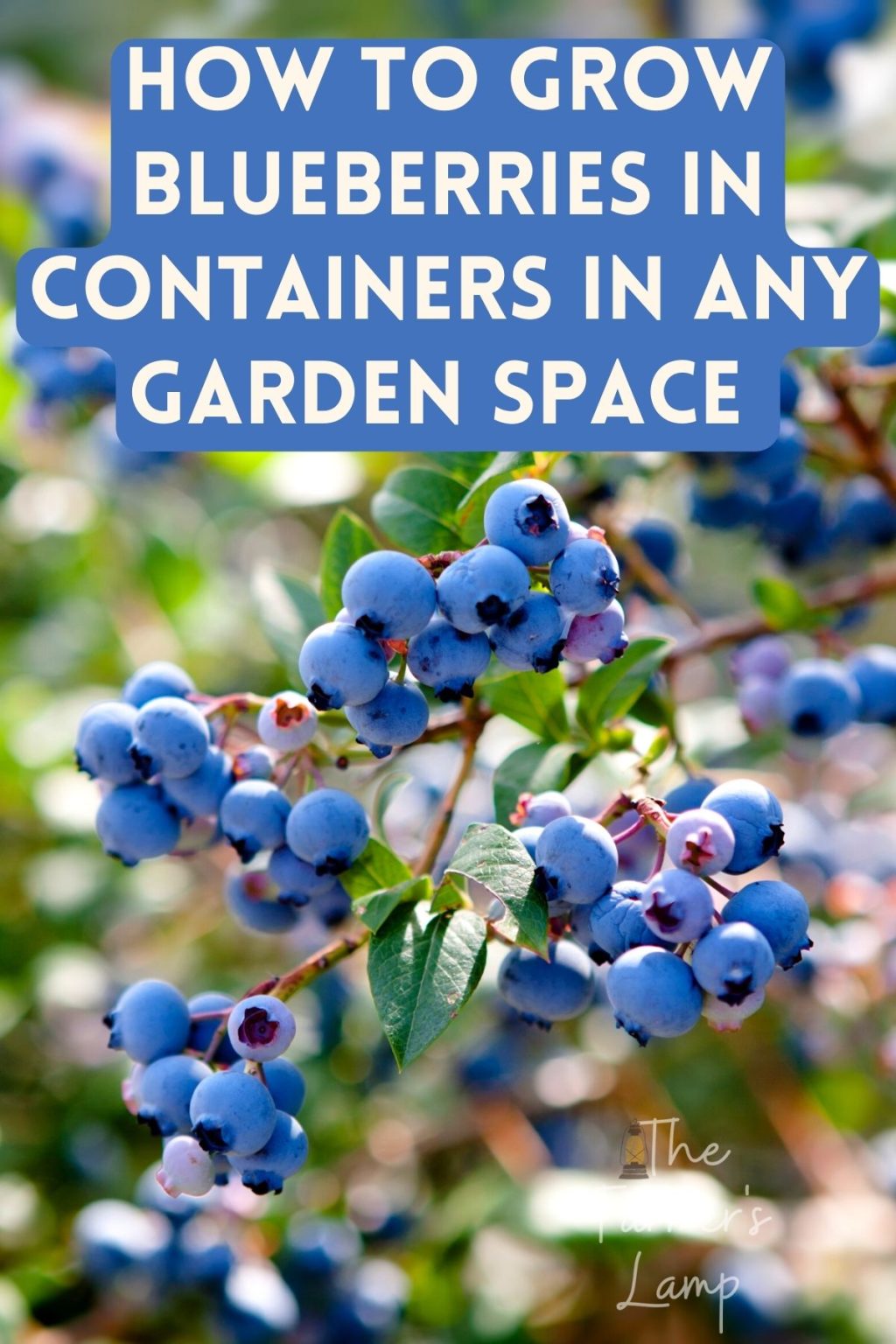 How To Grow Blueberries In Containers In Any Garden Space • The Farmer ...