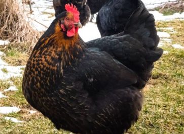 black star chicken breed hen