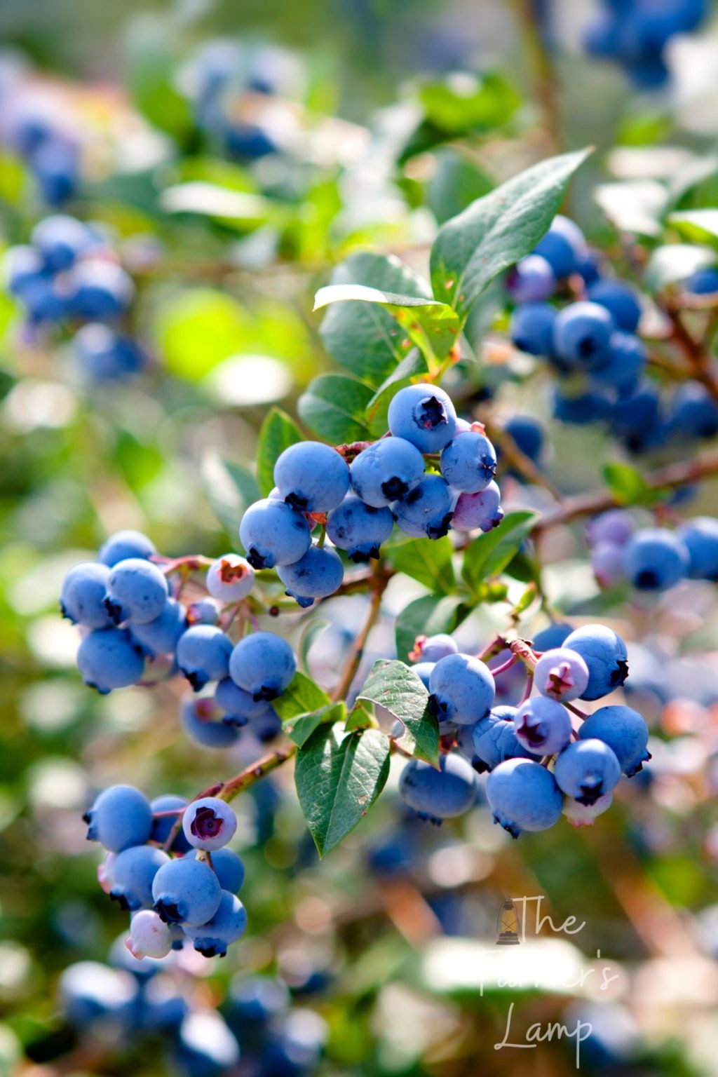 Do Blueberry Bushes Need To Be Covered In Winter