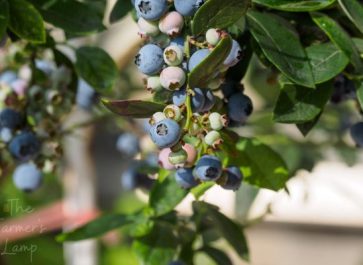 blueberry bushes in containers