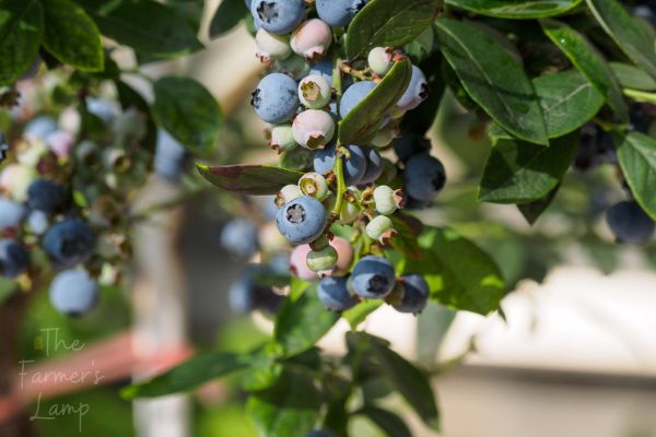 blueberry bushes in containers