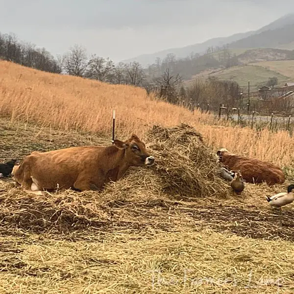 our jersey milk cow buttercup a herford bull our chickens and ducks around a half eaten hay bale