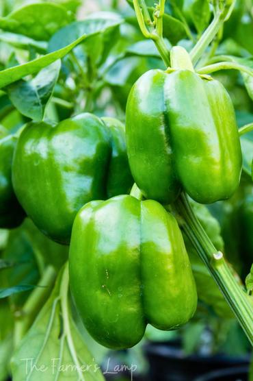 The home gardener's guide to sweet bell pepper colors and flavors