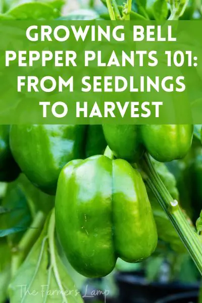 Growing Bell Pepper Plants 101 The Farmer's Lamp