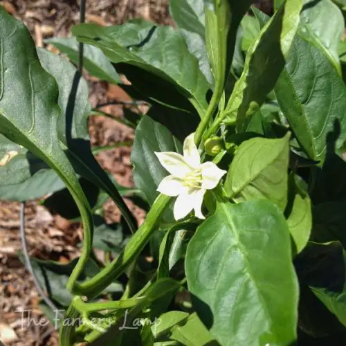 Growing Bell Pepper Plants 101 The Farmer's Lamp