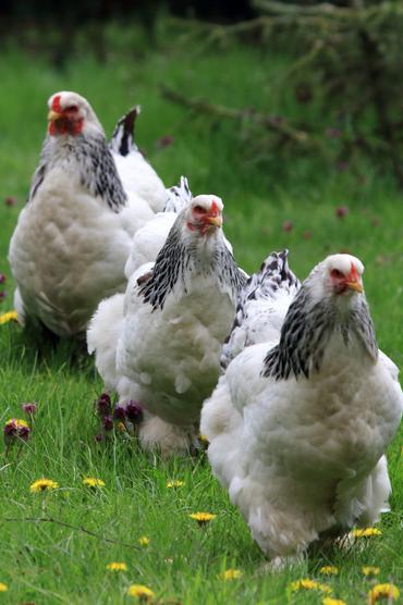 Brahma Chickens: Everything You Want To Know • The Farmer's Lamp