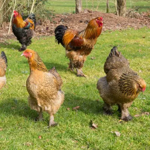 Brahma Chickens: Your Essential Guide • The Farmer's Lamp