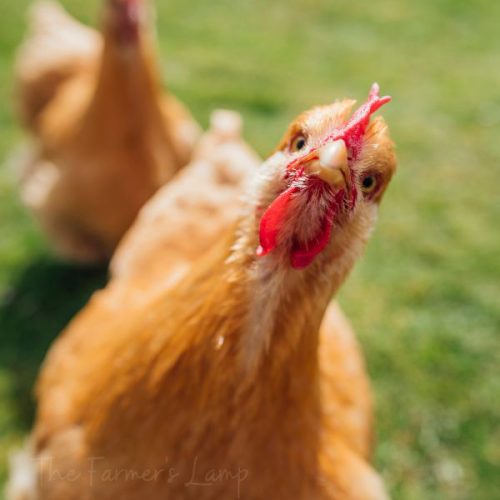 Why Chickens Eat Their Eggs And What You Can Do About It • The Farmer's