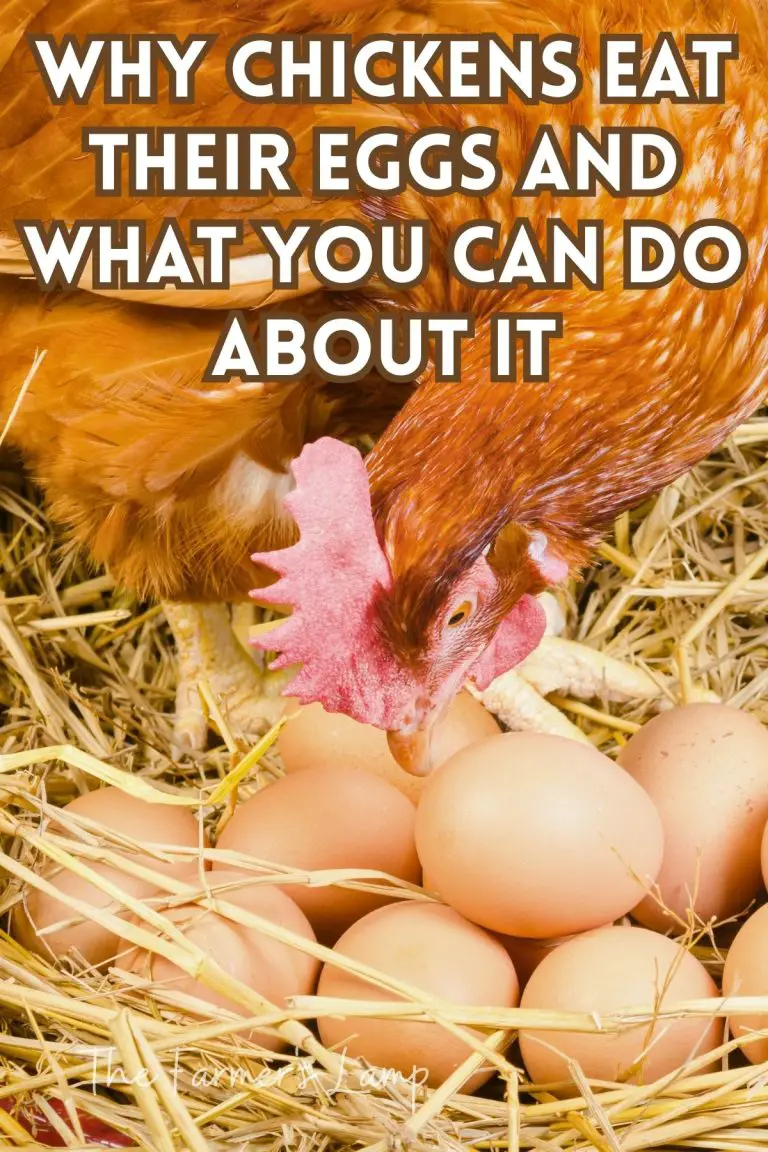 Why Chickens Eat Their Eggs And What You Can Do About It • The Farmer's ...