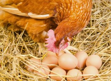 red hen in nest pecking eggs