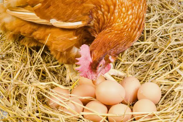 red hen in nest pecking eggs