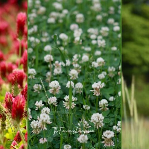 Cover Crops - Legume and non-legume crops