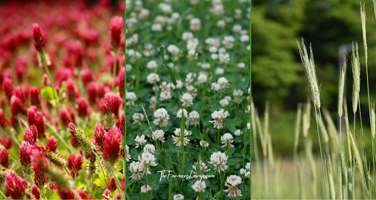 Cover Crops - Legume and non-legume crops