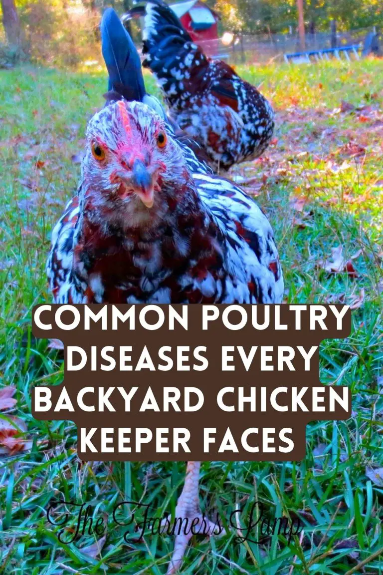 Common Poultry Diseases Backyard Chicken Keepers Face • The Farmer's Lamp