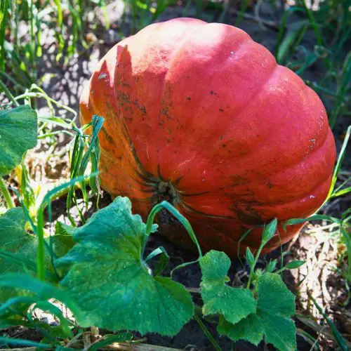 orange pumpkin growing in a garden with green vines all around it