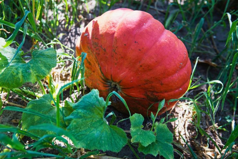 orange pumpkin growing in a garden with green vines all around it