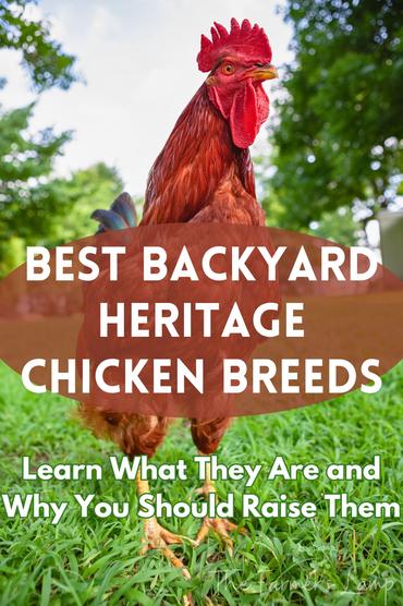Raising Heritage Chicken Breeds - Backyard Chicken Advice