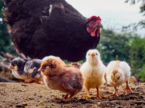 Common Poultry Diseases Backyard Chicken Keepers Face • The Farmer's Lamp