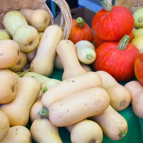 butternut squash pumpkins and spaghetti squash just harvested from garden