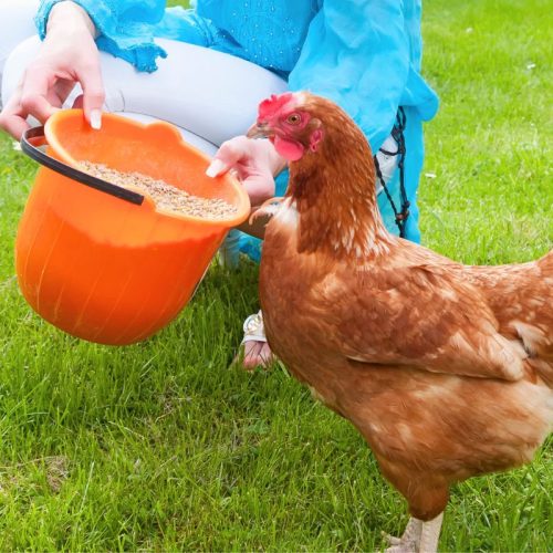 woman wearing jeans and a long sleeve blue shirt feeding a red chicken from an orange bucket that is filled with fermented chicken feed