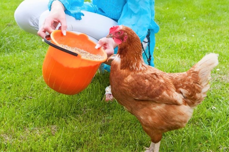 woman wearing jeans and a long sleeve blue shirt feeding a red chicken from an orange bucket that is filled with fermented chicken feed