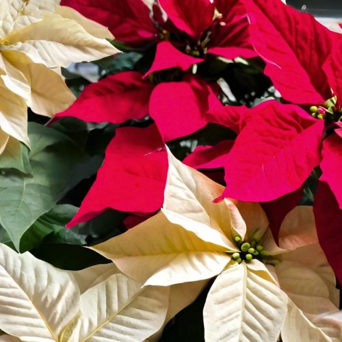red amd white poinsettias