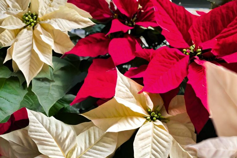 red amd white poinsettias