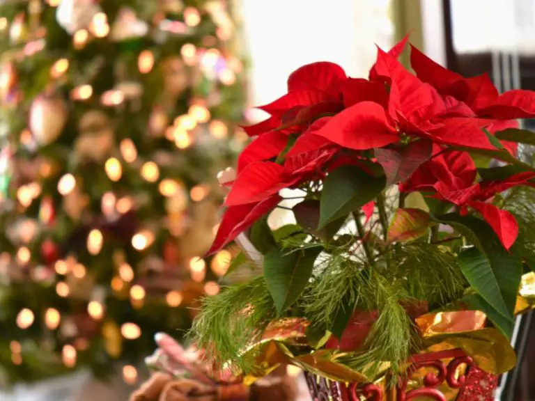 How To Keep A Poinsettia Plant Alive Year-Round