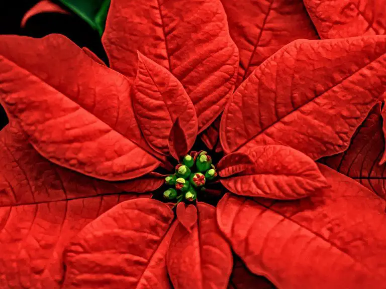 How To Keep A Poinsettia Plant Alive Year-Round