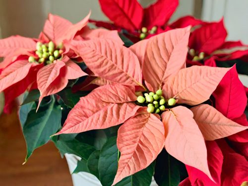 How To Keep A Poinsettia Plant Alive Year-Round