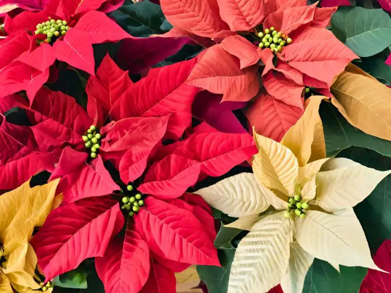 How To Keep A Poinsettia Plant Alive Year-Round