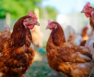 rhode island red hens looking at the camera