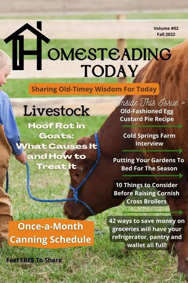 cover of homesteading today magazine with a picture of a small boy leading a brown cow