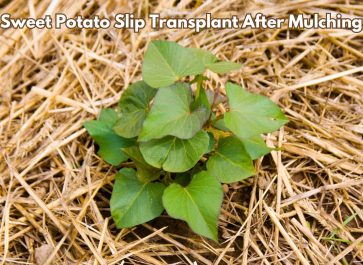 Sweet potato slip transplanted into mulch