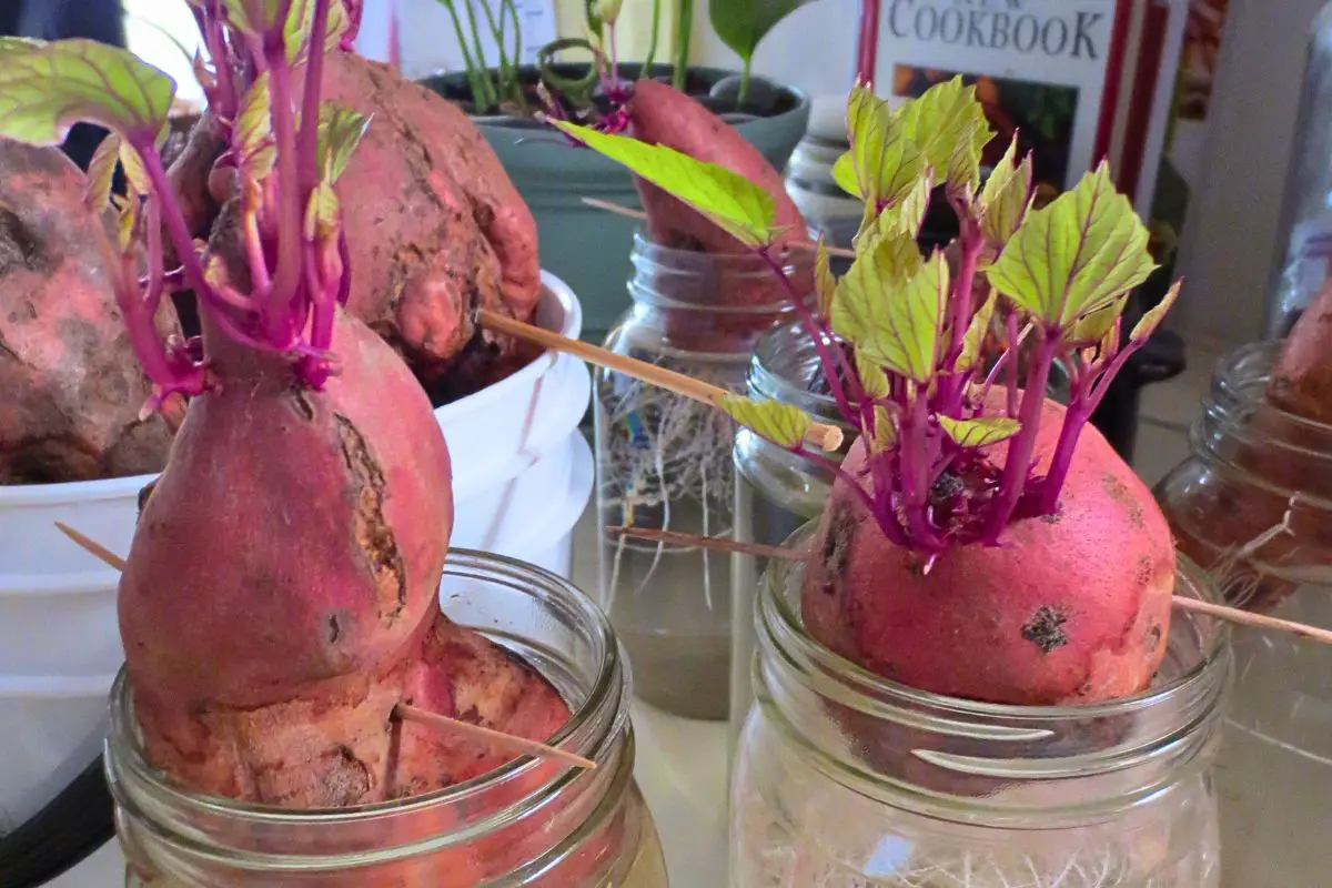 How To Grow Sweet Potato Slips: A Step-by-Step Guide To Starting ...