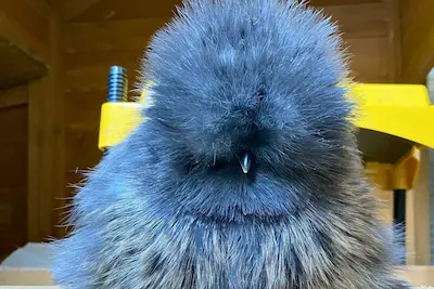 blue silkie chickens