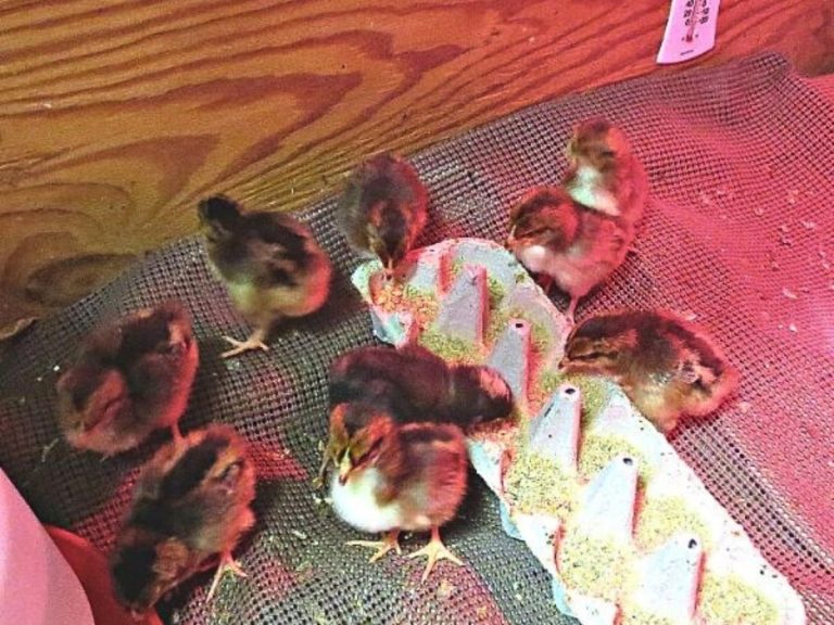 Brooding Chicks: A Comprehensive Guide For Raising Poultry