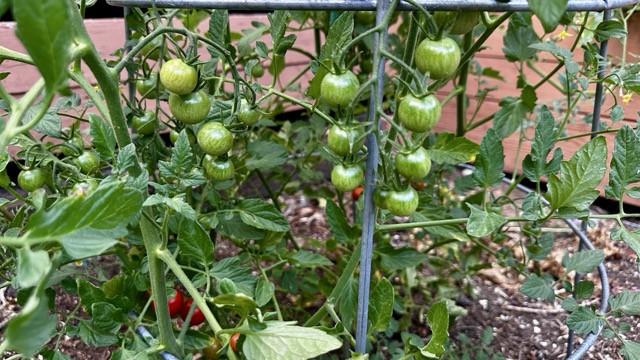Example of a plant in need of properly pruning a tomato plant help. Green and red tomatoes in a metal garden cage.