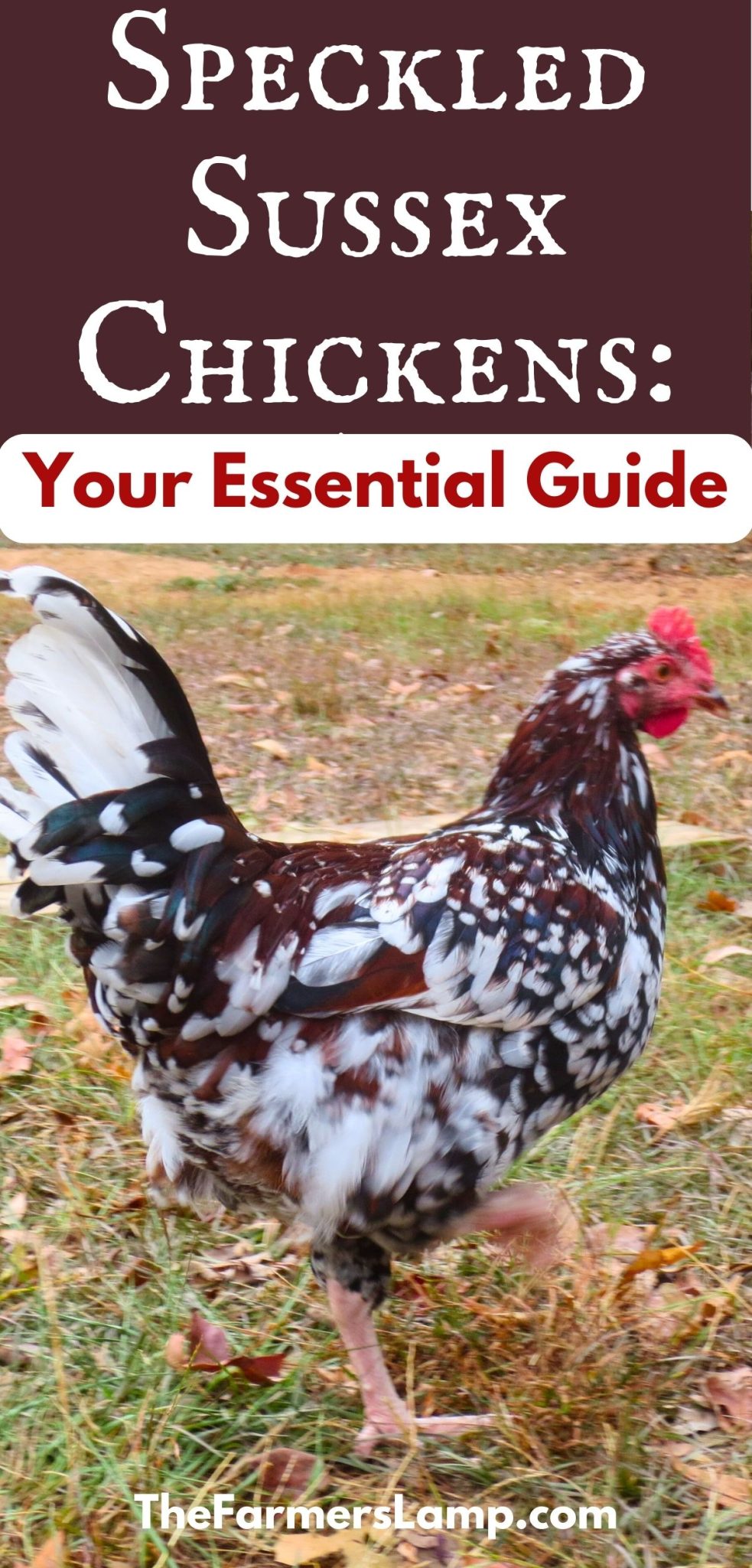 Speckled Sussex Chickens: Your Essential Guide • The Farmer's Lamp