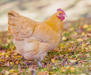 buff orpington hen standing in leaves